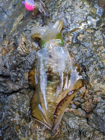 少し成長したかな