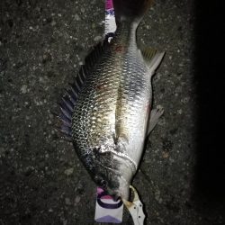 (2020/09/09 南港ヘチ釣り 真チヌ 49㎝ キビレチヌ 40cm~ ガシラ 釣果有り)