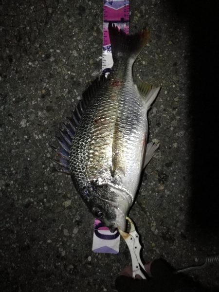 (2020/09/09 南港ヘチ釣り 真チヌ 49㎝ キビレチヌ 40cm~ ガシラ 釣果有り)