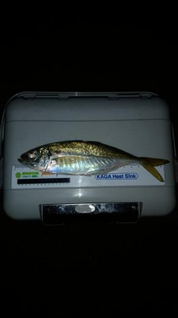 涼しくなったので