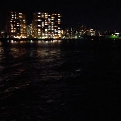 初めてのアオリイカ