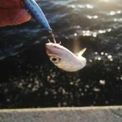 夕マズメの南港ショアジギング