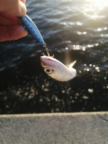 夕マズメの南港ショアジギング