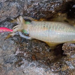 少しサイズアップ