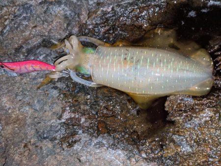 少しサイズアップ