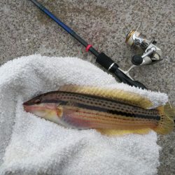 （2020/09/19 泉南ちょい投げ釣り　 キス、ハゼ、ベラ、ワタリガニ 釣果有り）