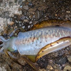 サイズアップならず