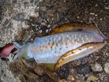 サイズアップならず