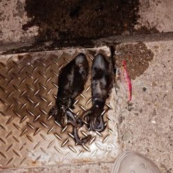 人がいっぱいなんです