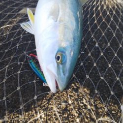 ライトタックルでナブラ撃ち