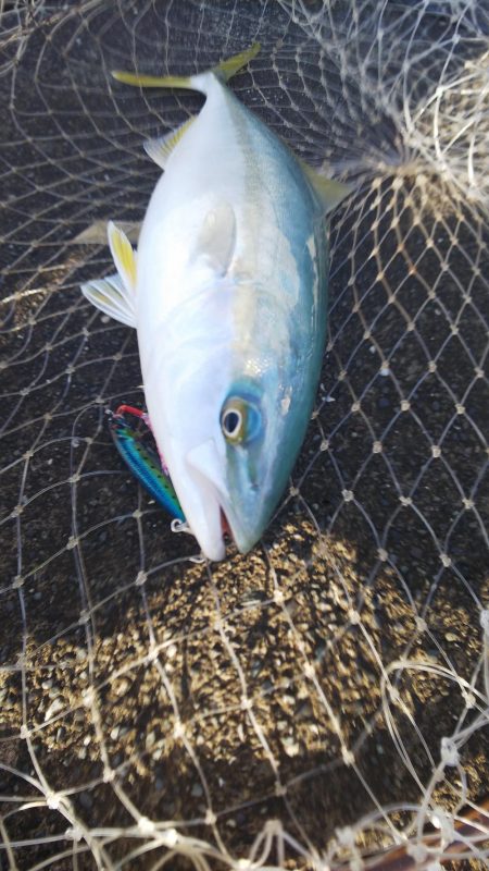 ライトタックルでナブラ撃ち