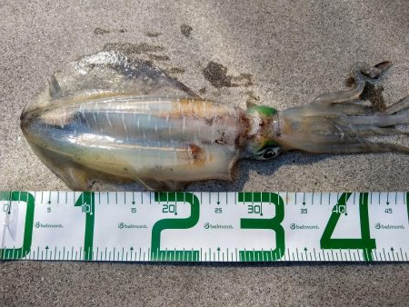 まだいた親イカ