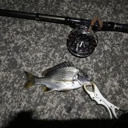 (2020/09/22 南港ヘチ釣り 真チヌ キビレチヌ ガシラ 釣果有り)