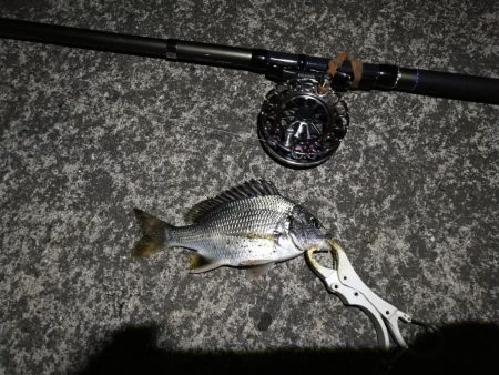 (2020/09/22 南港ヘチ釣り 真チヌ キビレチヌ ガシラ 釣果有り)