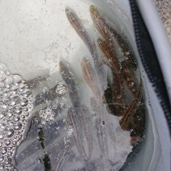 ツバスさんが来てくれました