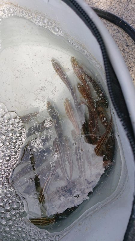 ツバスさんが来てくれました