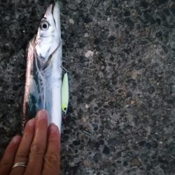 タチウオ狩りスタート