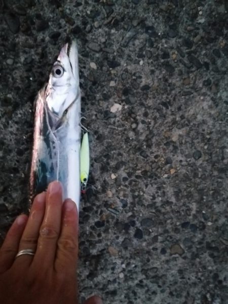 タチウオ狩りスタート