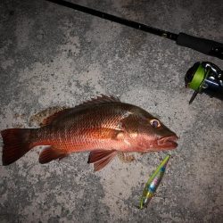 １ヶ月ぶりの釣果
