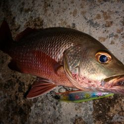 今日もゴマフエダイ