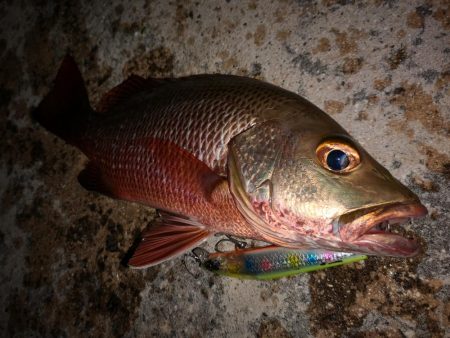 今日もゴマフエダイ