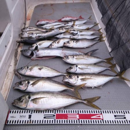 遊漁船SOUTH 9/30釣果