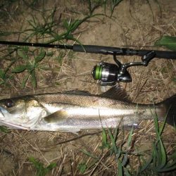 涼しくなったので久々のシーバス