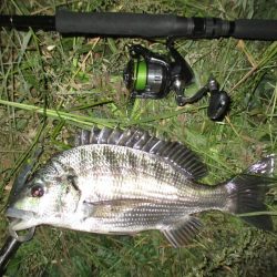 シーバス狙いの外道のチヌ