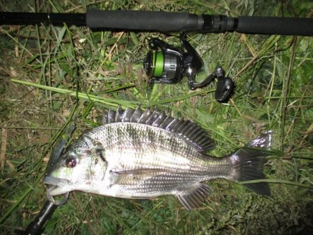 シーバス狙いの外道のチヌ