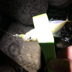 メバルの季節！？