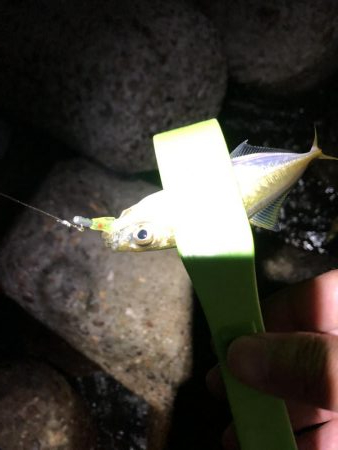 メバルの季節！？