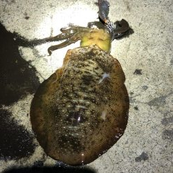 2020 佐渡ヶ島エギング 11回目