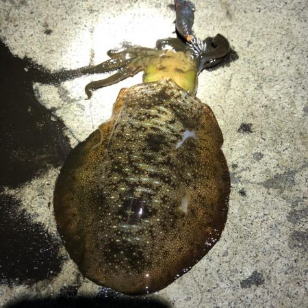 2020 佐渡ヶ島エギング 11回目