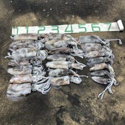 2020 佐渡ヶ島エギング 17回目