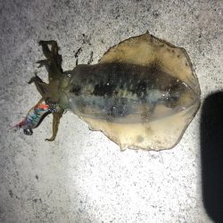 2020 佐渡ヶ島エギング 18回目