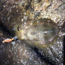 2020 佐渡ヶ島エギング 19回目