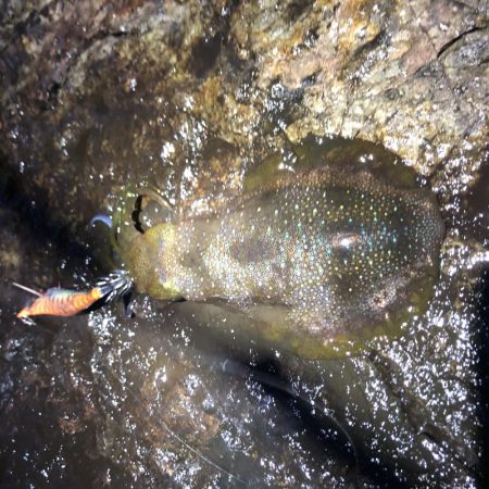 2020 佐渡ヶ島エギング 19回目