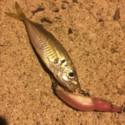 ナイトフィッシング! アジング&アジ泳がせ