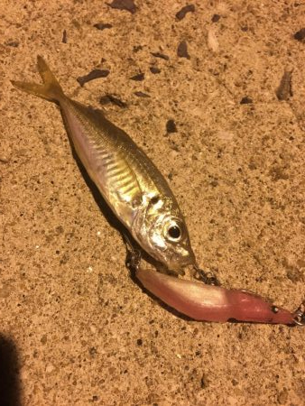 ナイトフィッシング! アジング&アジ泳がせ