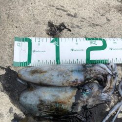 2020 佐渡ヶ島エギング 14回目