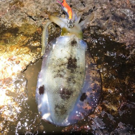 2020 佐渡ヶ島エギング 16回目