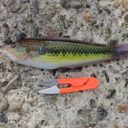 久々のエビ撒き釣り