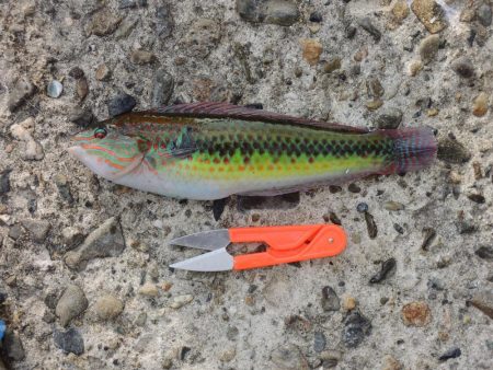 久々のエビ撒き釣り