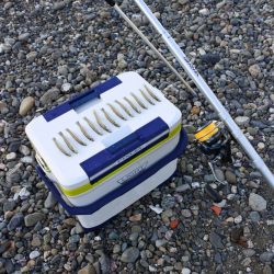 初秋の投げ釣り ピンギスばかり