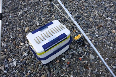 初秋の投げ釣り ピンギスばかり