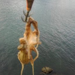 久しぶりのホーム調査～