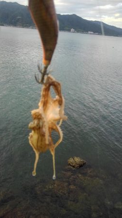 久しぶりのホーム調査～