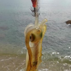 朝まずめ短時間調査