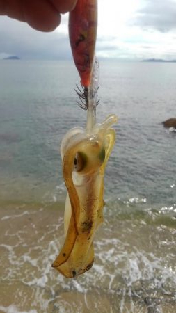 朝まずめ短時間調査