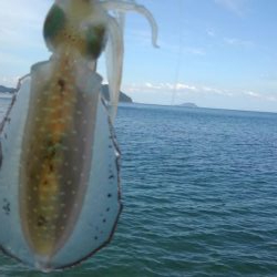 シャローでドンッ